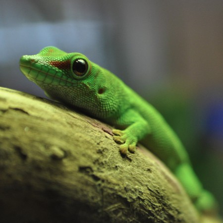 Mercredi 22 avril : Les reptiles