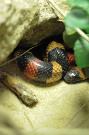 Mercredi 29 avril : Les reptiles