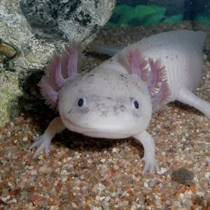 Mercredi 3 juin : Les axolotls