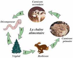 Mercredi 4 novembre : La chaine alimentaire