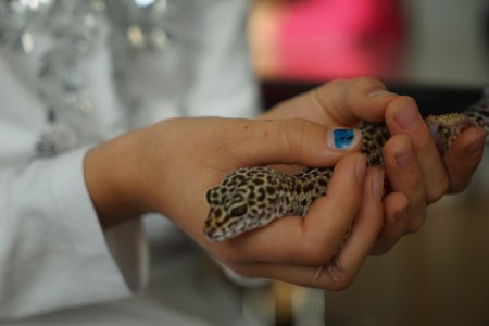 Samedi 14 novembre : Les reptiles