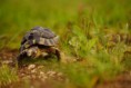 Vivre avec les tortues