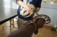 /album/galerie-de-photos-samedi-14-novembre-les-reptiles/dsc05729-jpg/
